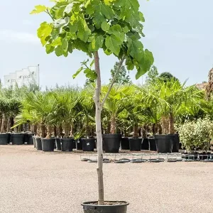 Preisreduziert Echter Feigenbaum 180 cm Obstbaum winterhart kräftiger Stamm, Ficus Carica